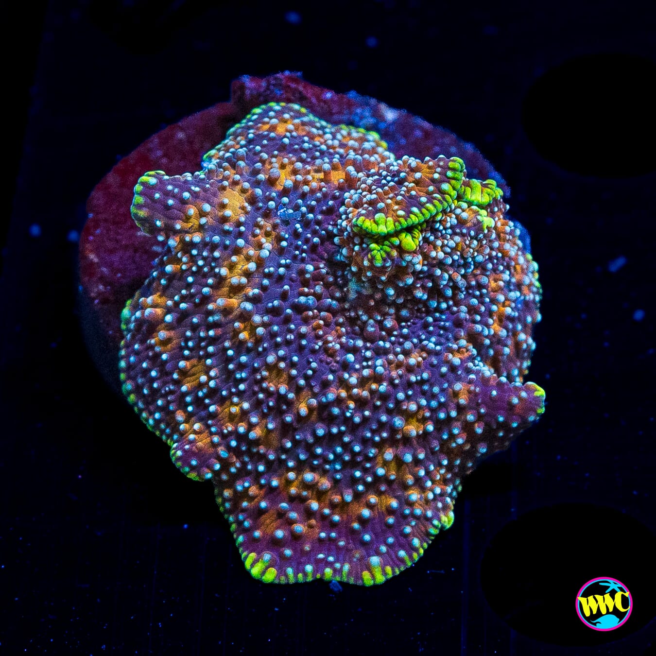 Bronze Iguana Rhodactis Mushroom