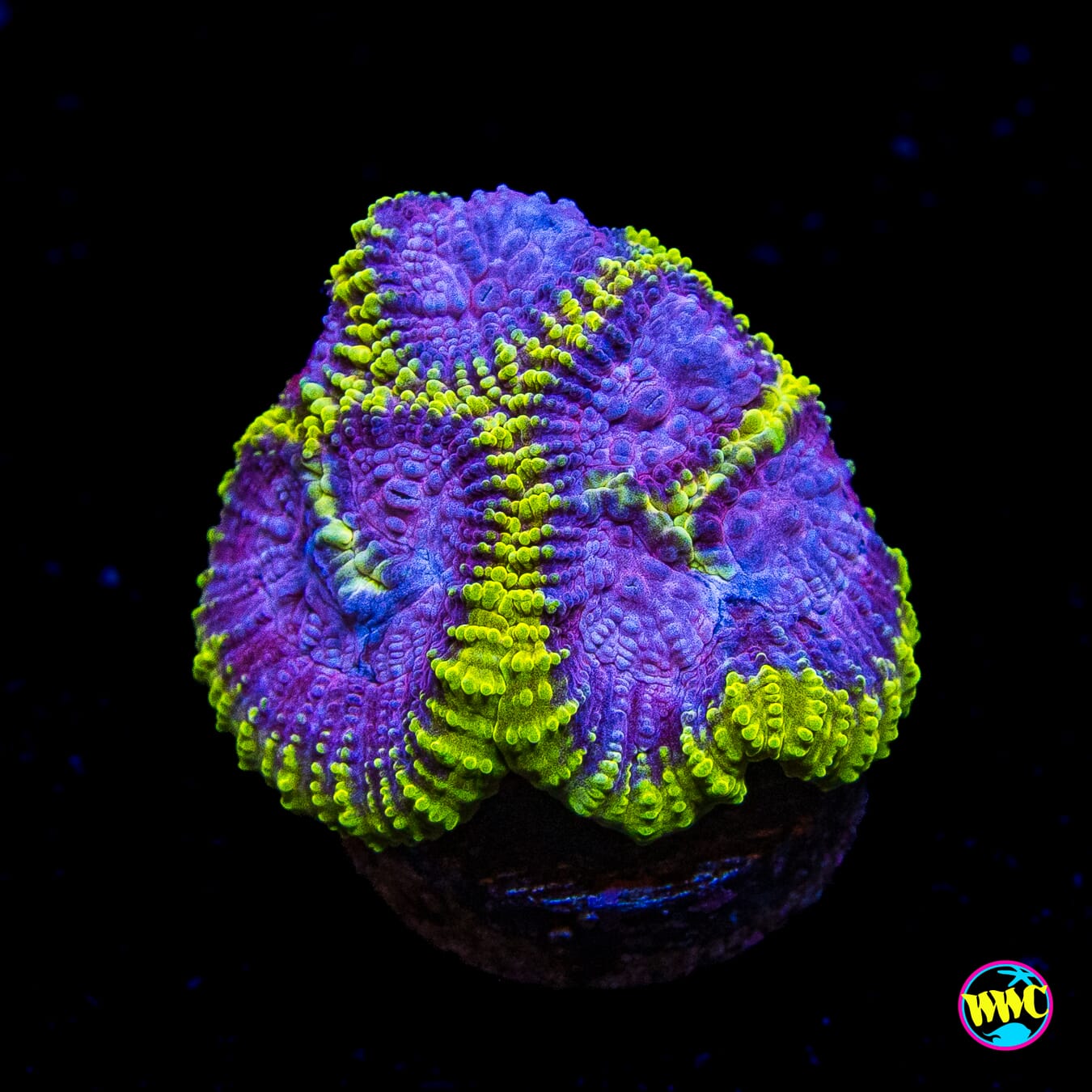 WWC Space Monkey Favia