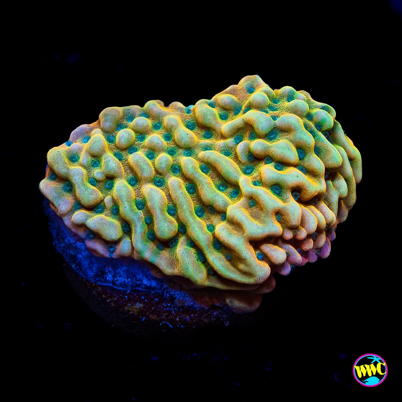Jason Fox Beach Bum Montipora