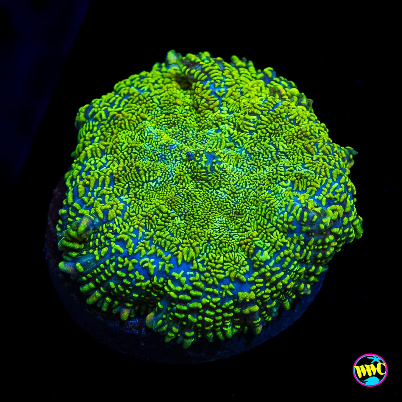 Radioactive Rhodactis Mushroom