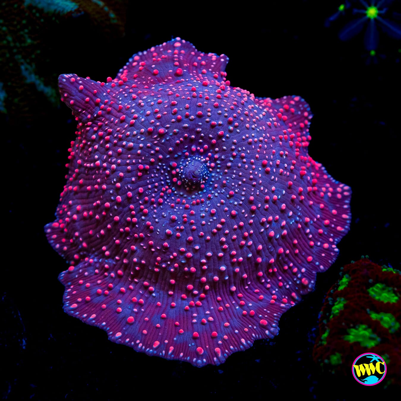 Nebula Disco Mushroom