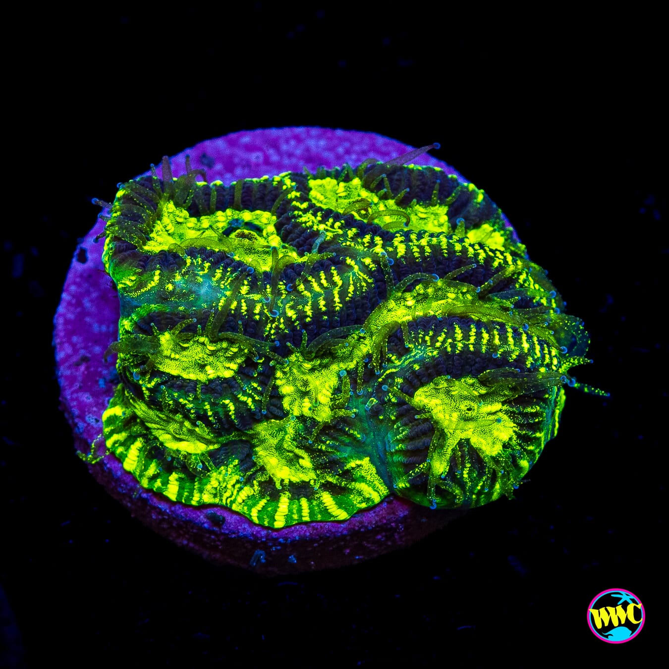 Radioactive Platygyra