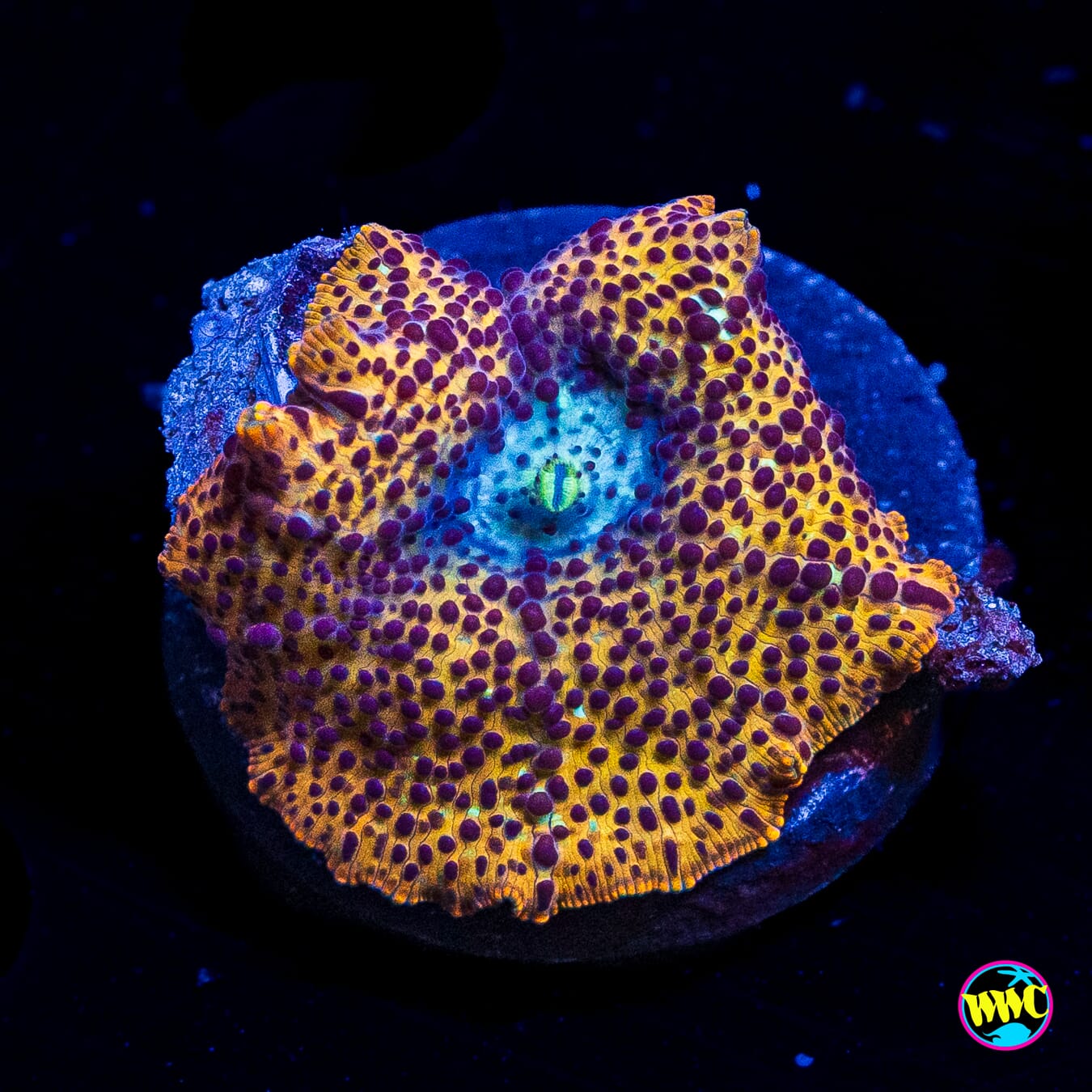 Tiger Eye Disco Mushroom