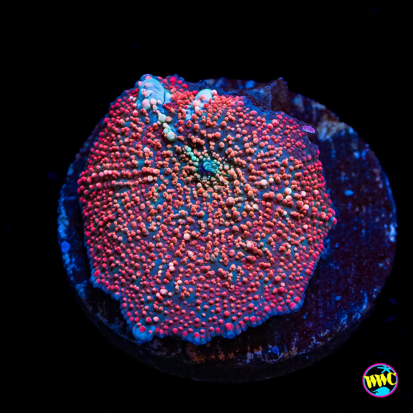 Red Interstellar Disco Mushroom