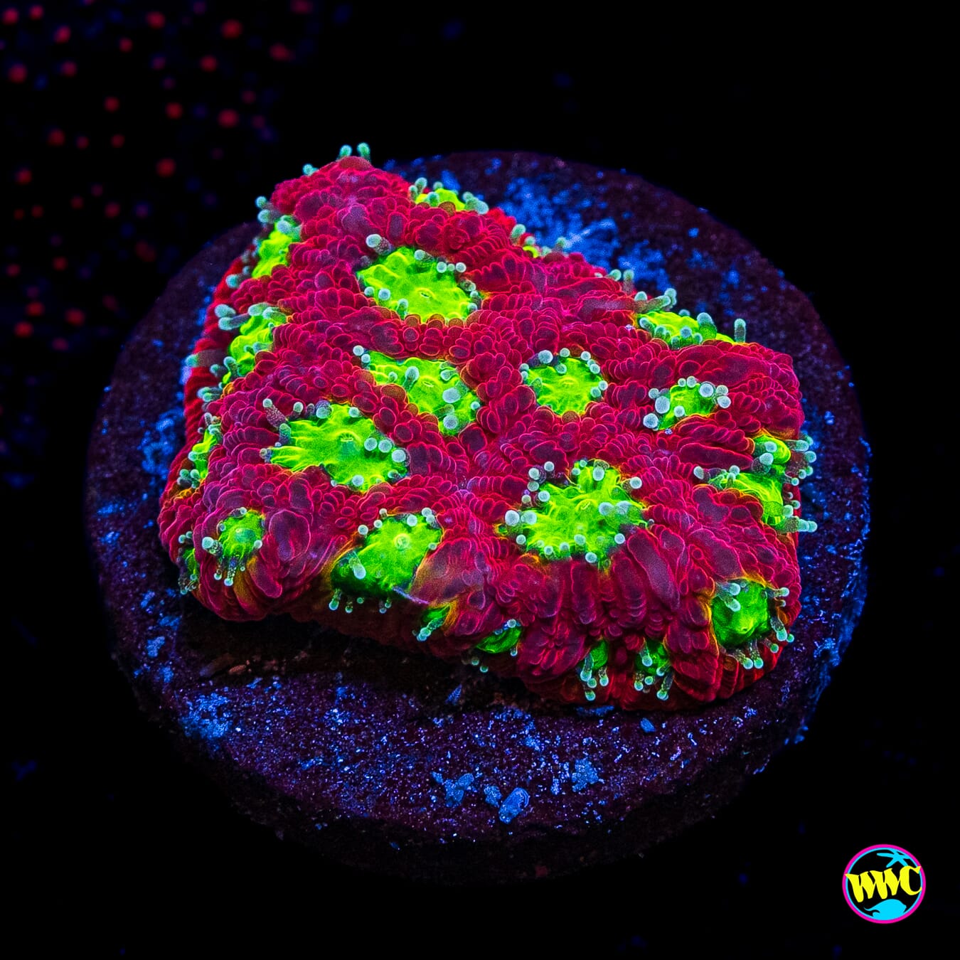 WWC Jolly Rancher Favites