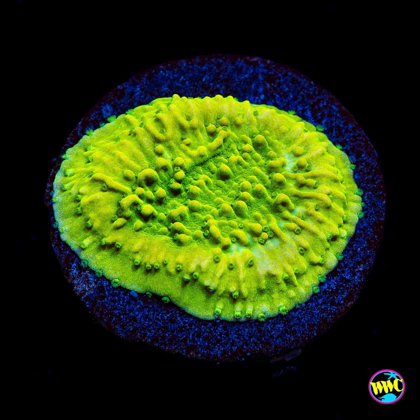 WWC Money Shot Montipora