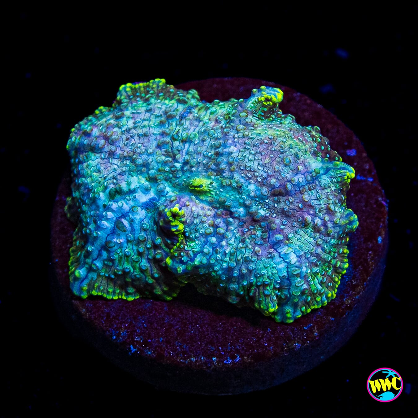 Trippin Iguana Disco Mushroom