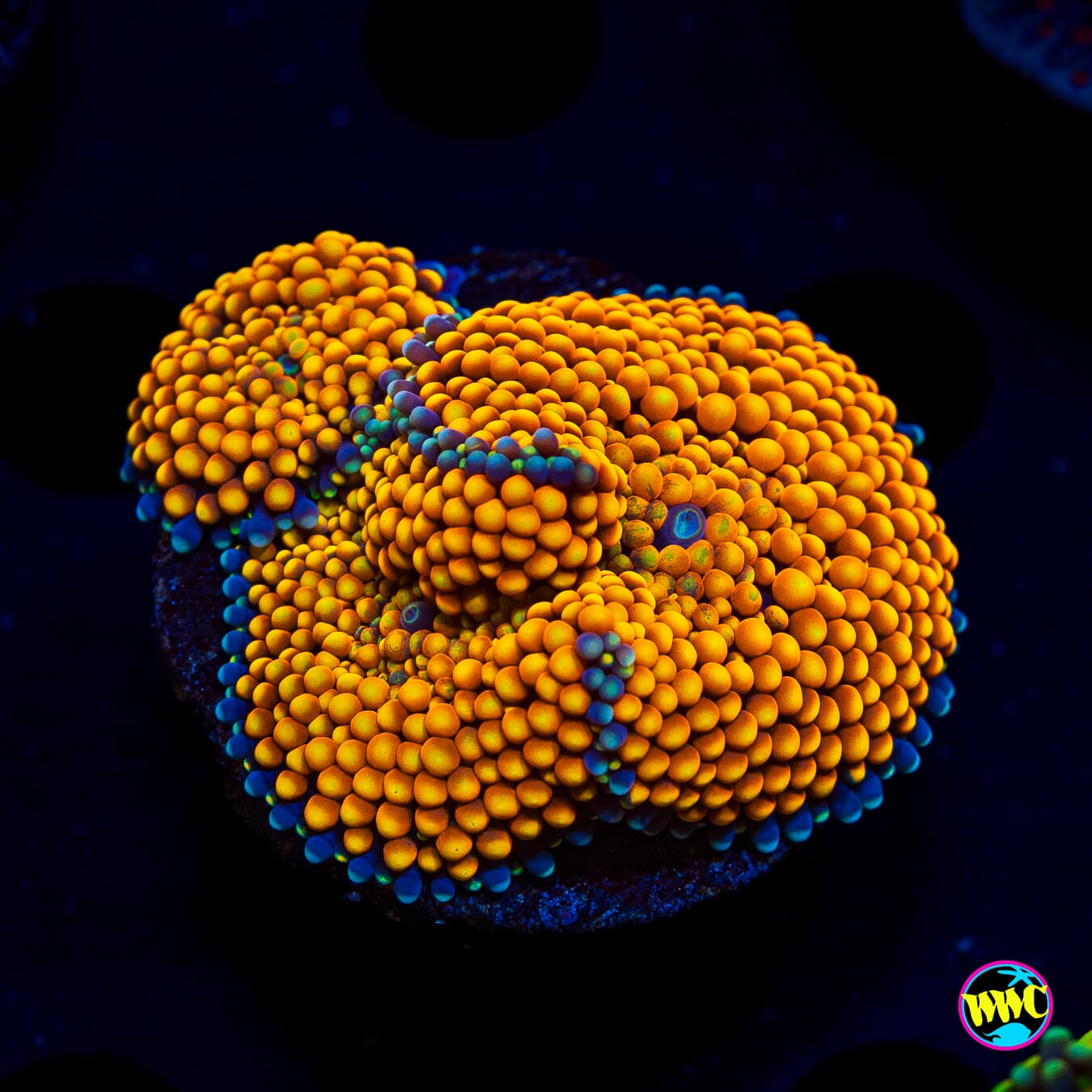 Citrus Grove Ricordea Mushroom