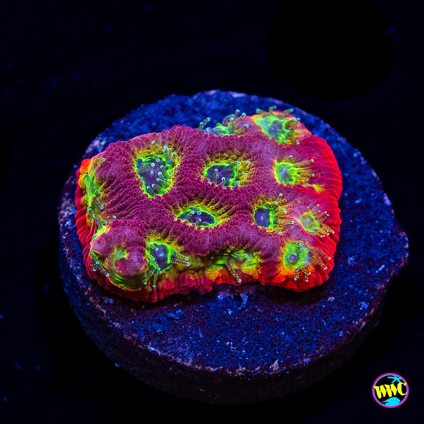 Jason Fox Sector 001 Favites