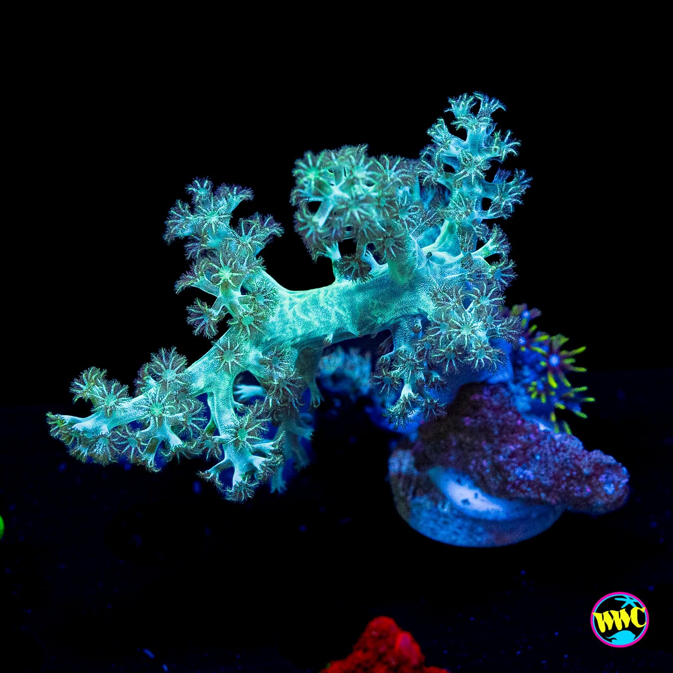 Combo Neon Green Star Polyps and Solomon Hairy Leather