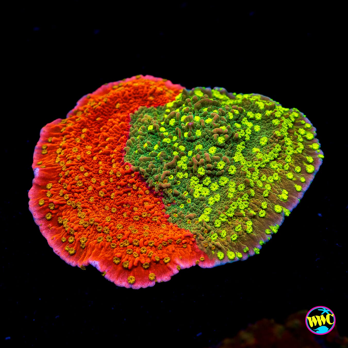 WWC Sunfire Grafted Cap Montipora
