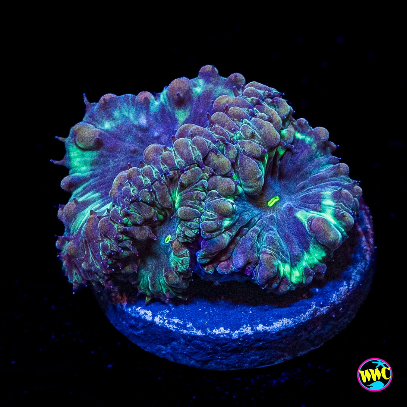 Haunted Forest Blastomussa