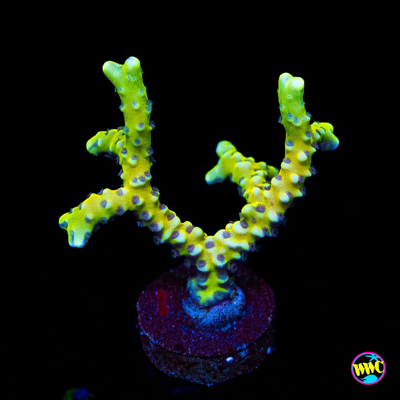 WWC Banana Hammock Anacropora