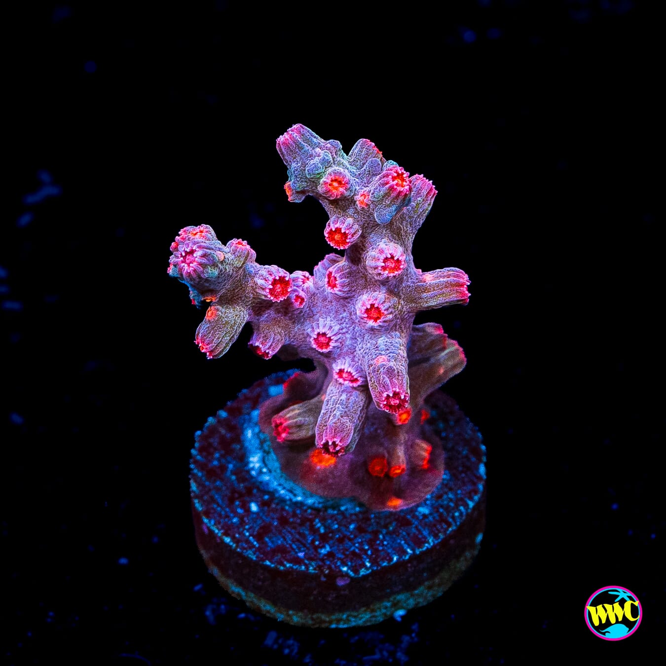 WWC Strawberry Branching Cyphastrea