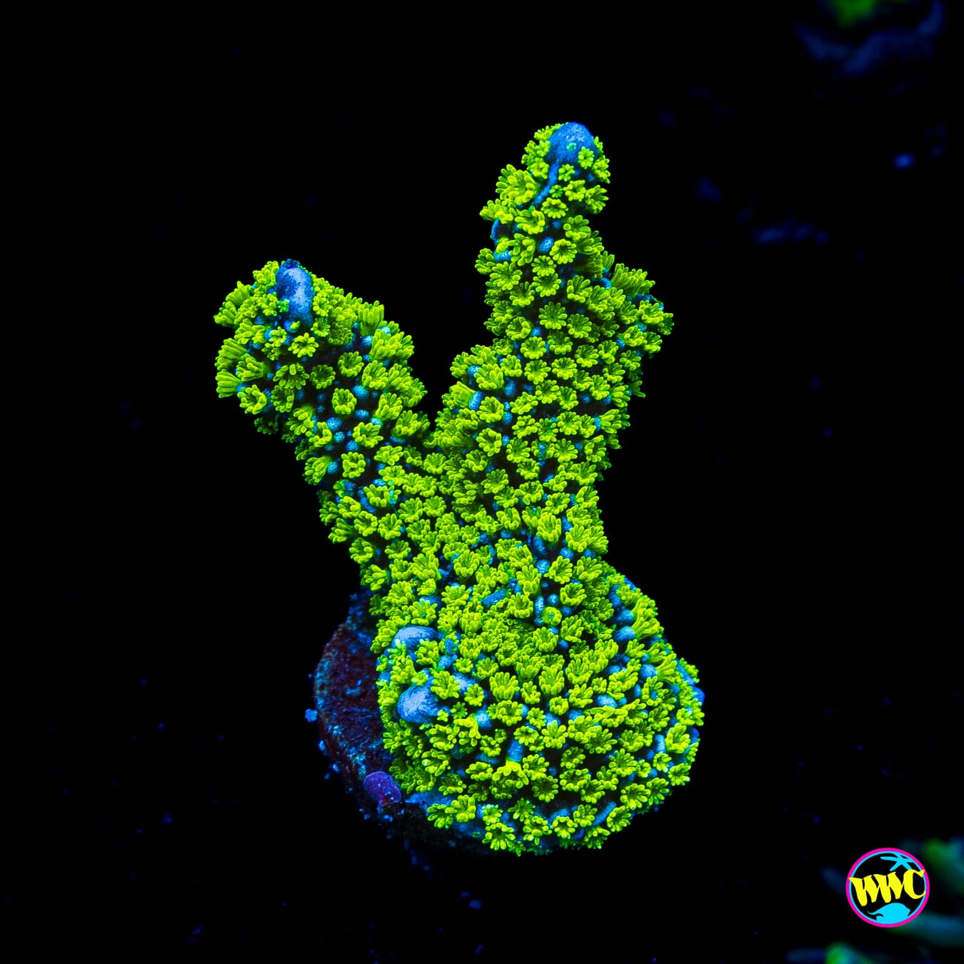 Tubbs Stellata Montipora