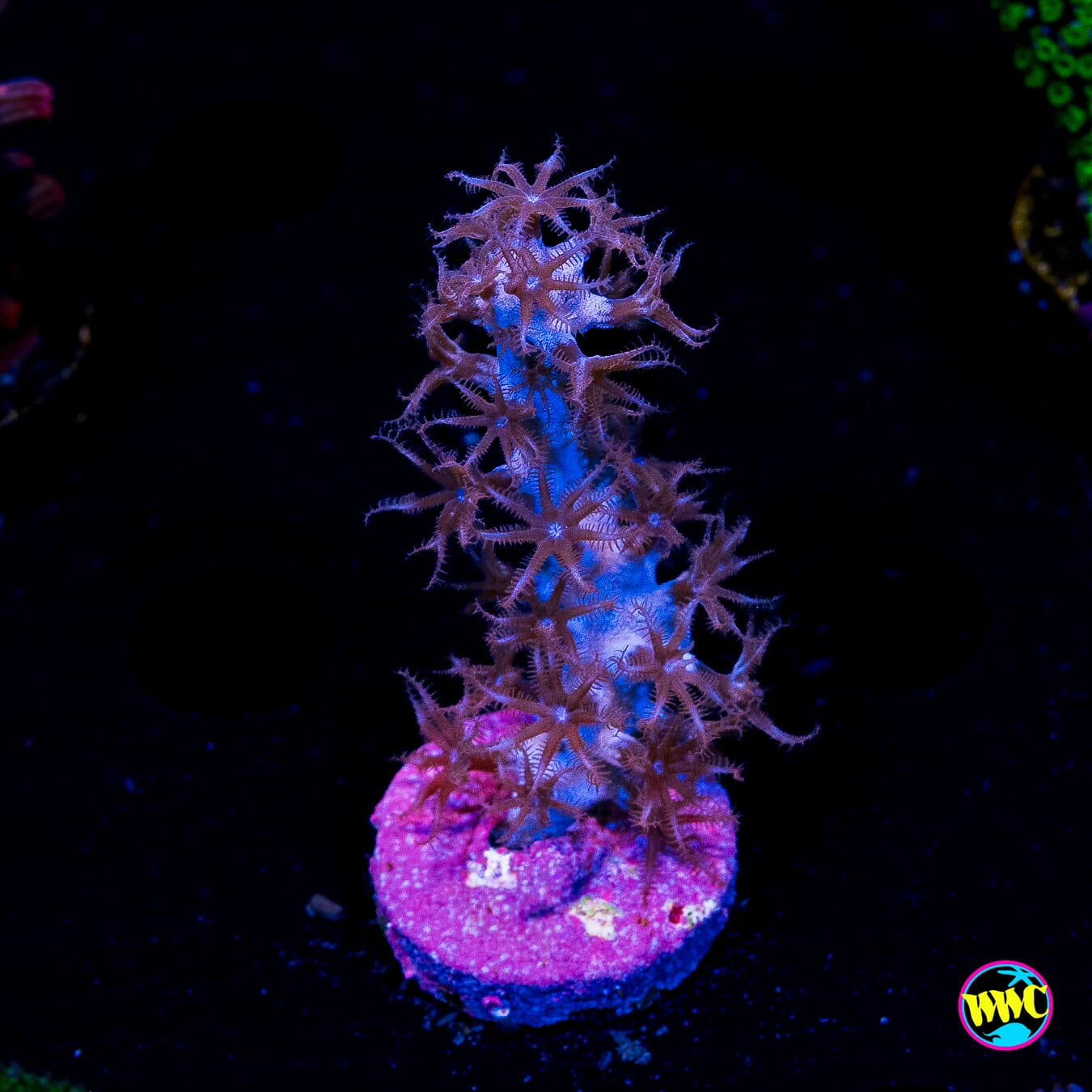 Tracy Morgonian Gorgonian