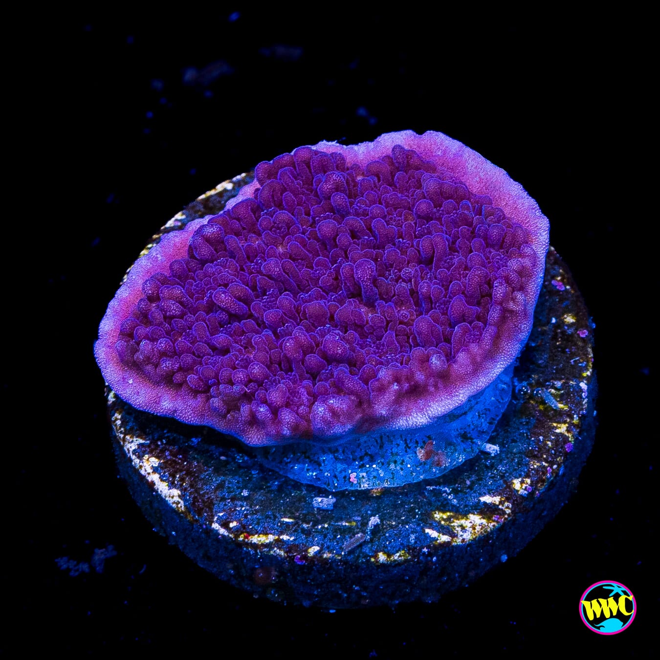 Vivid's Purple Cap Montipora