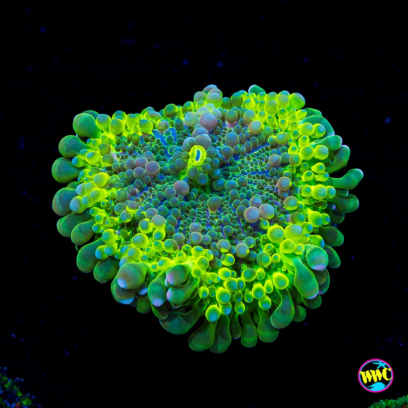 Pogo Punk Yuma Mushroom