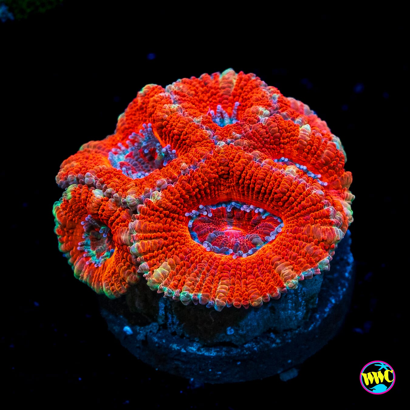 Fireball Aussie Lord