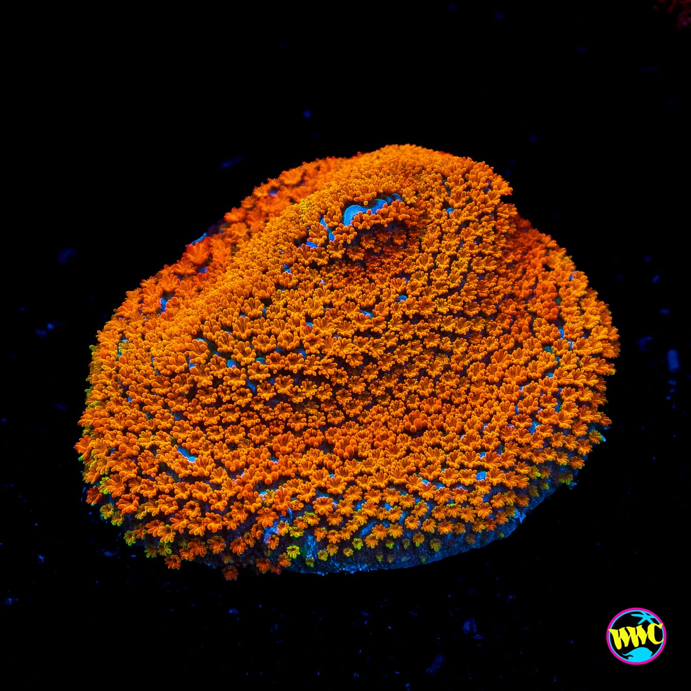 Rainbow Montipora
