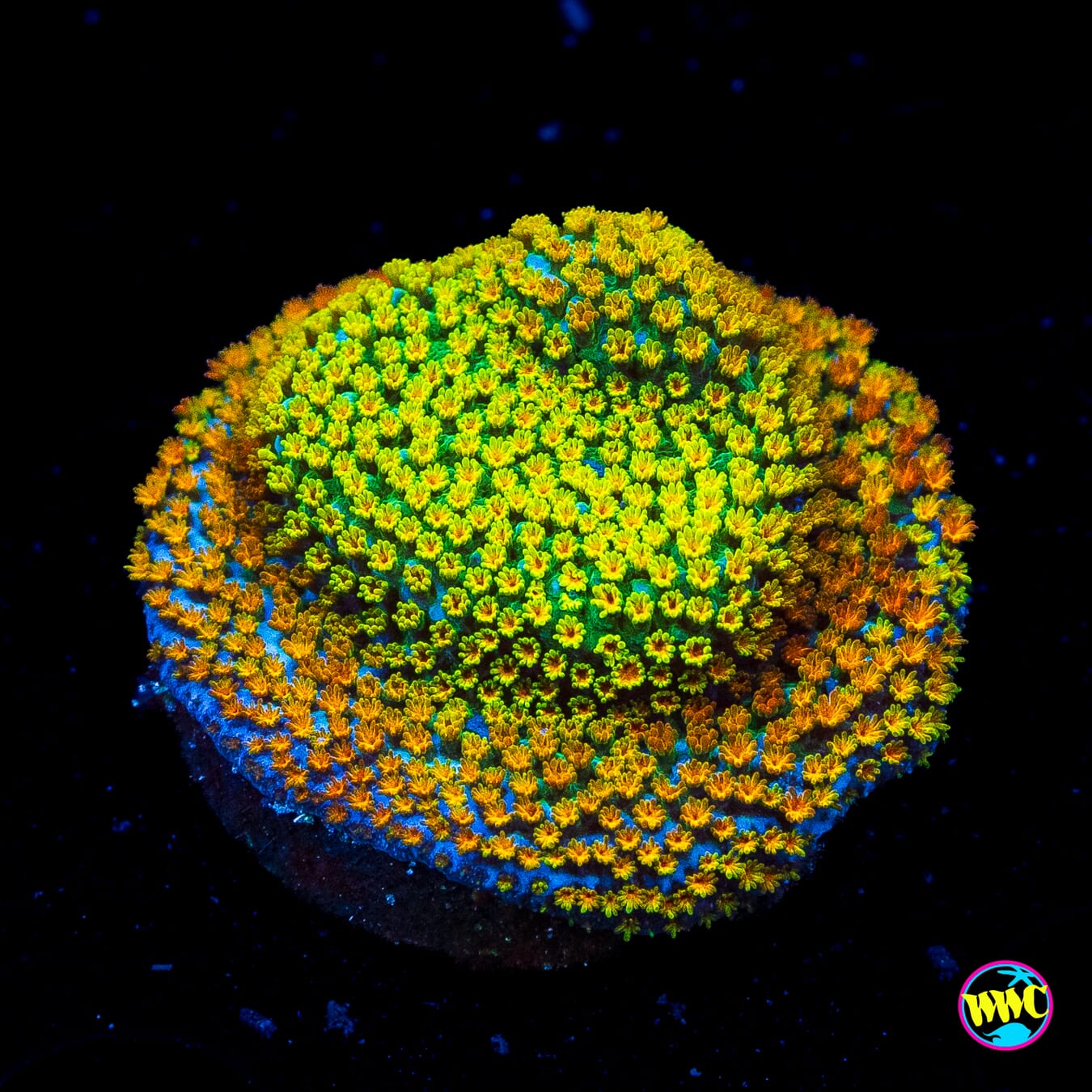 Jason Fox Fruity Pebbles Montipora