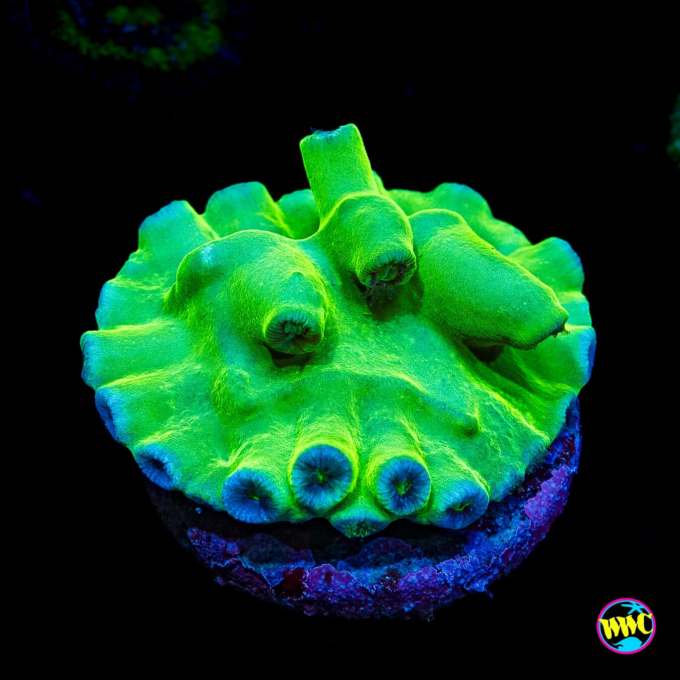 WWC Green Heron Turbinaria