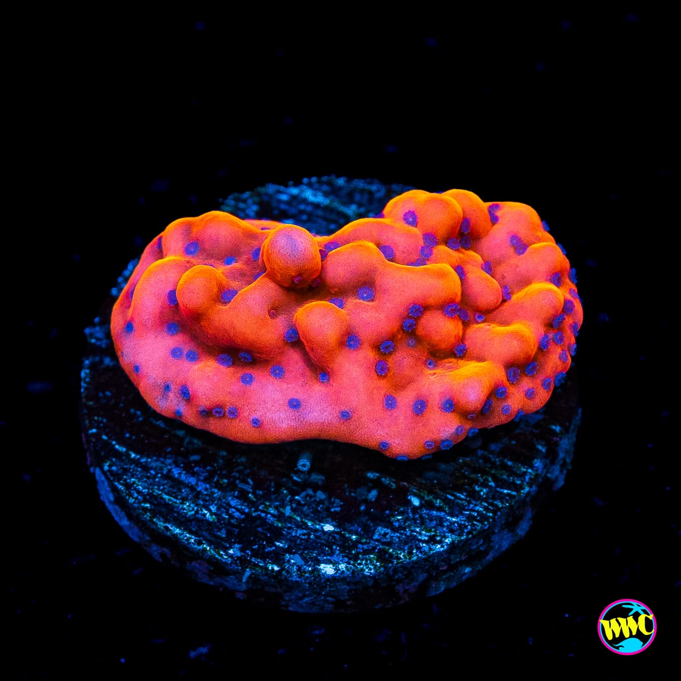 WWC Fire Mage Montipora
