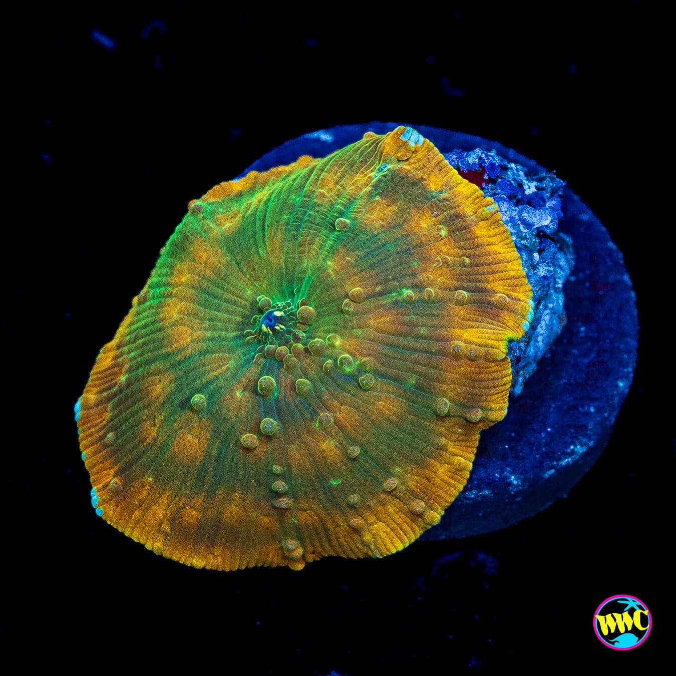 Gilded Iguana Disco Mushroom