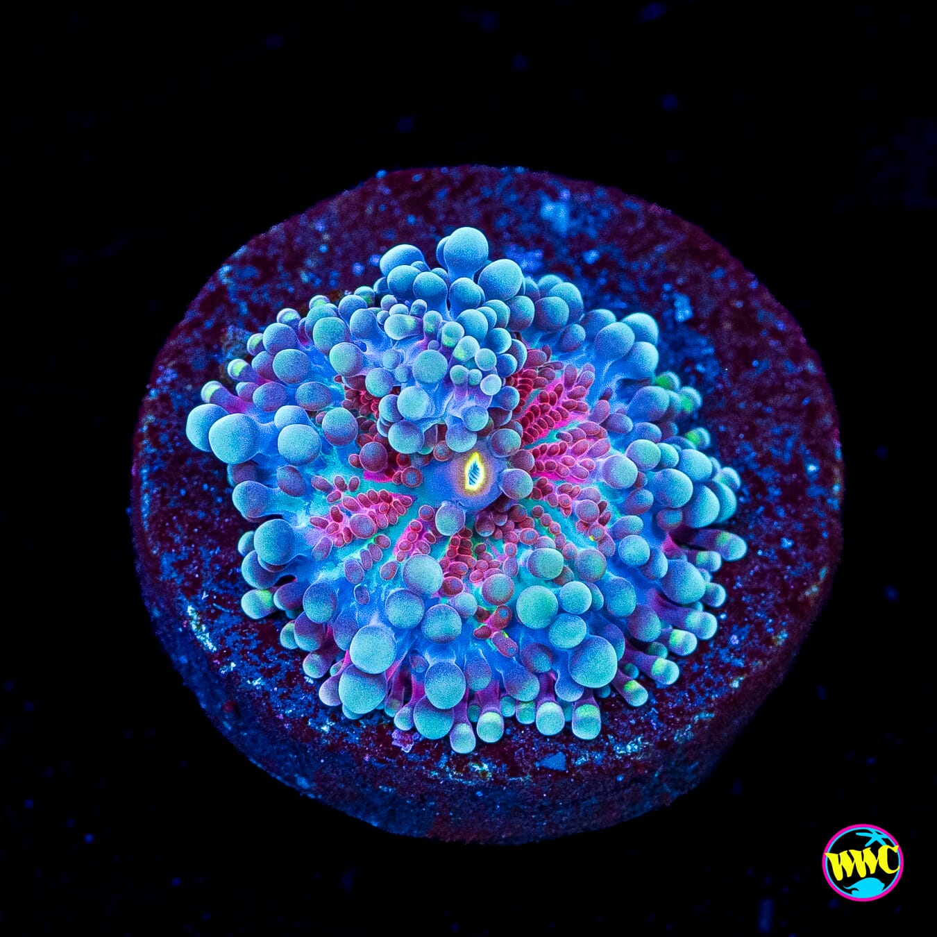 Frosted Nurple Yuma Mushroom