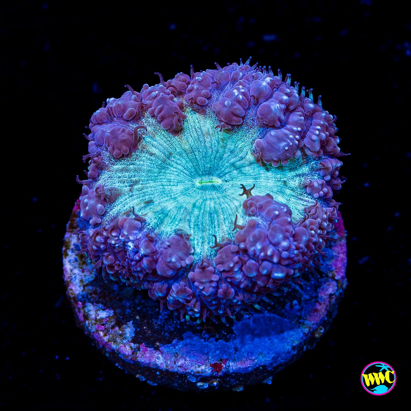 Snowberry Blastomussa