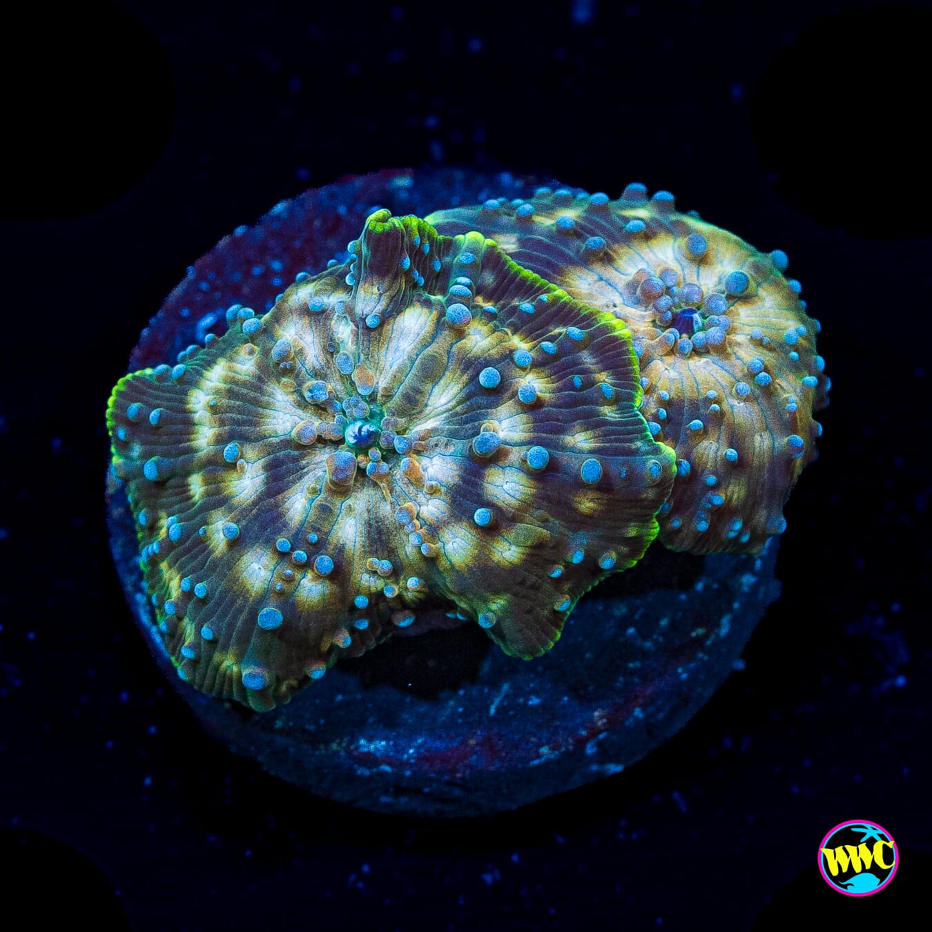 Camo Chameleon Disco Mushrooms