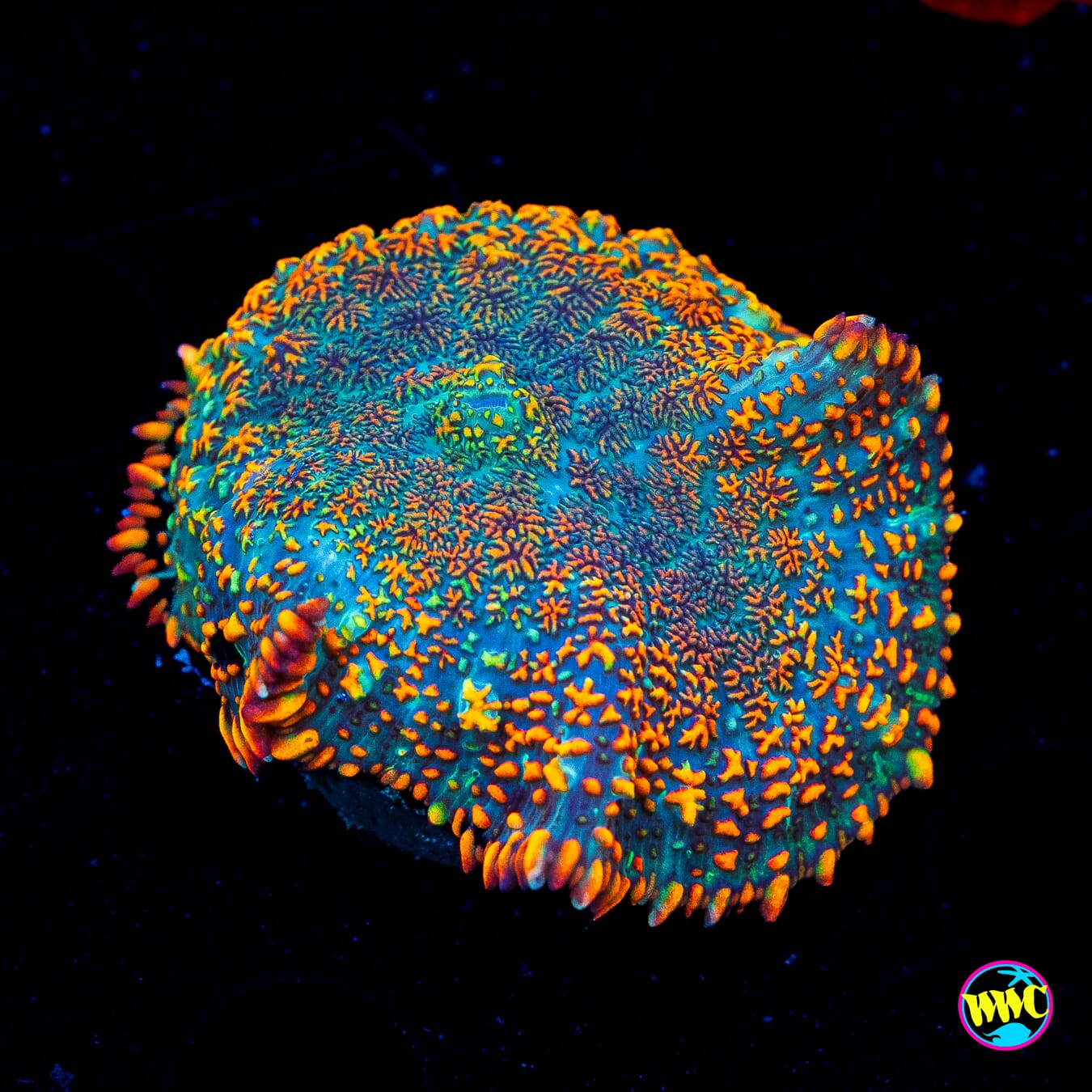 Rainbow Rhodactis Mushroom