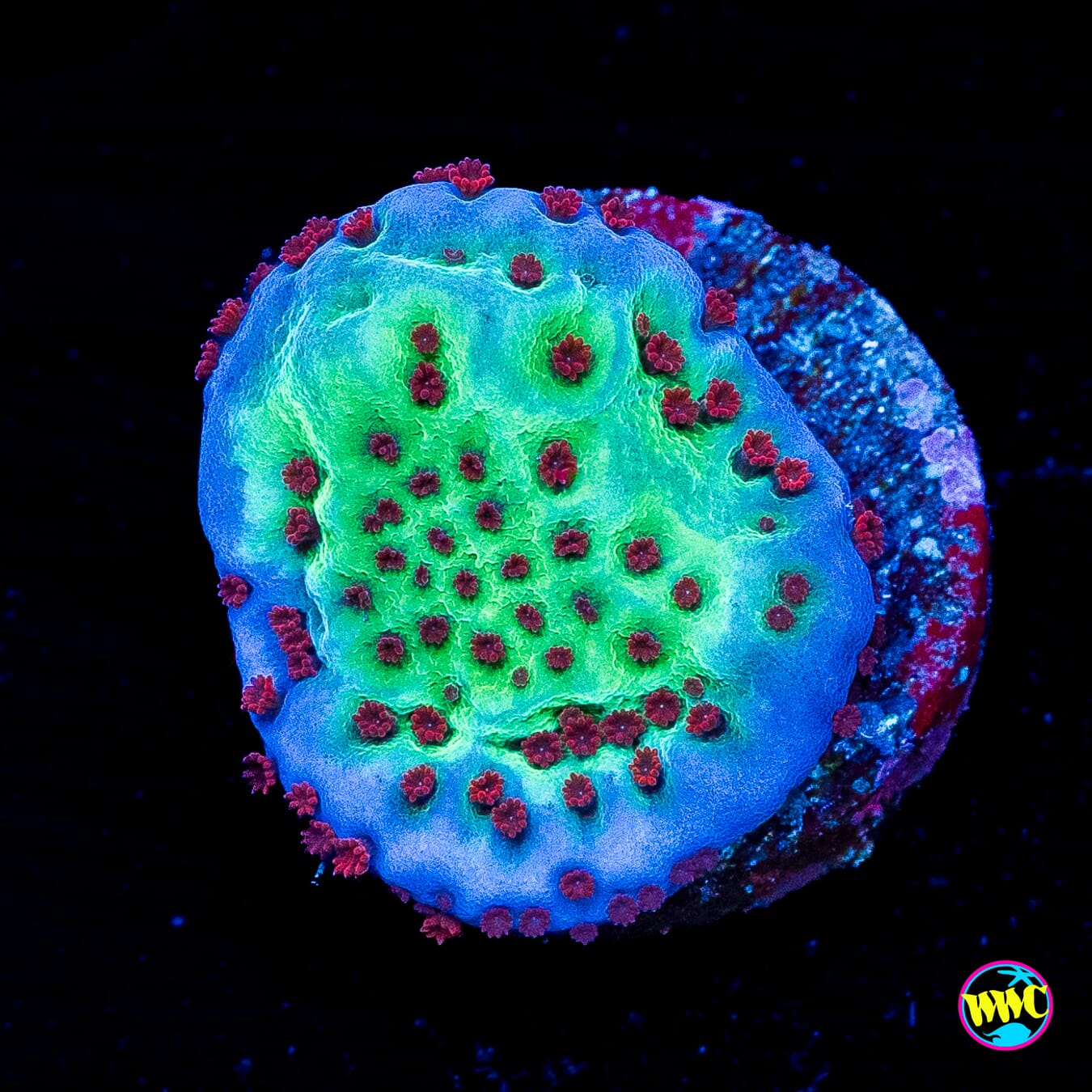 Jedi Mind Trick Montipora