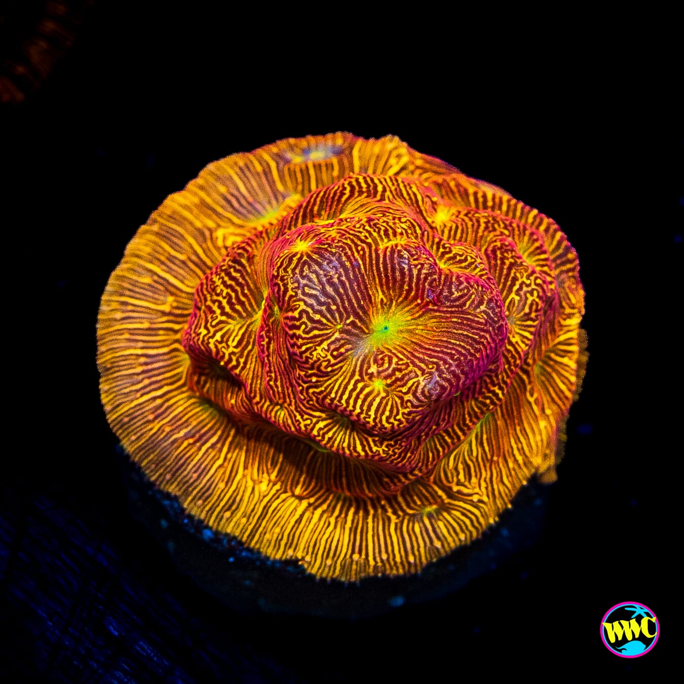 Jason Fox Lethal Leptoseris