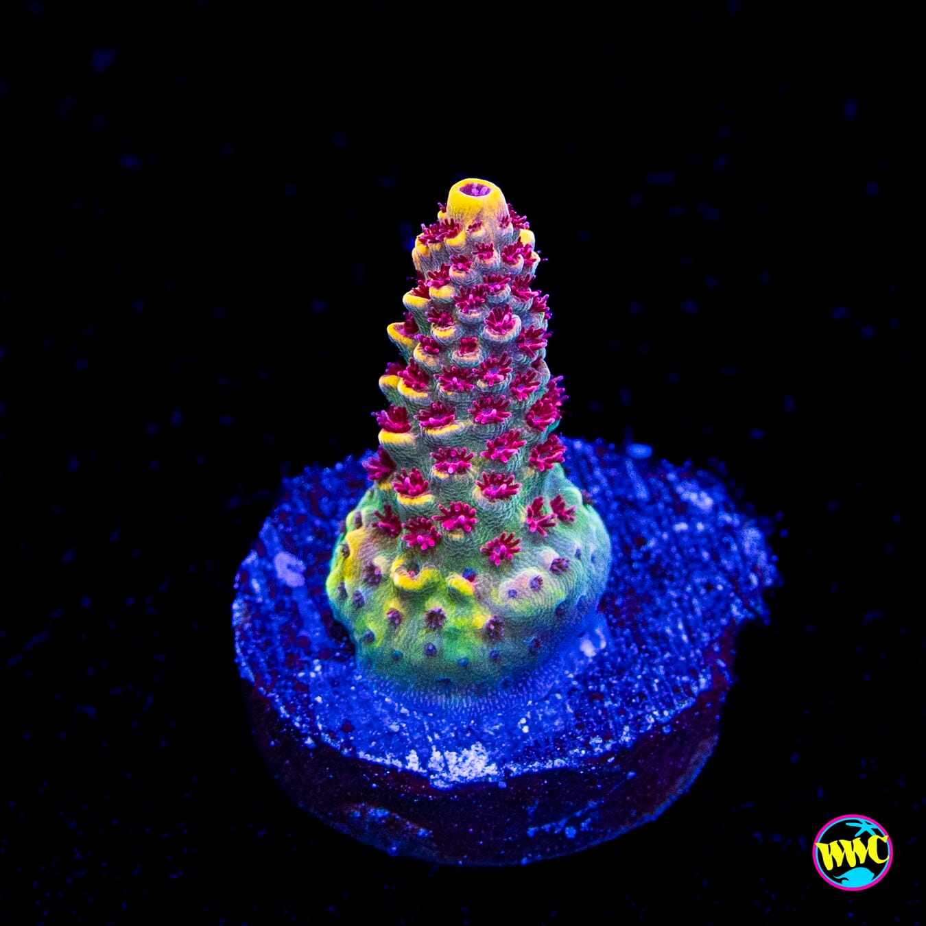 WWC Super Red Polyp Clathrata Acropora