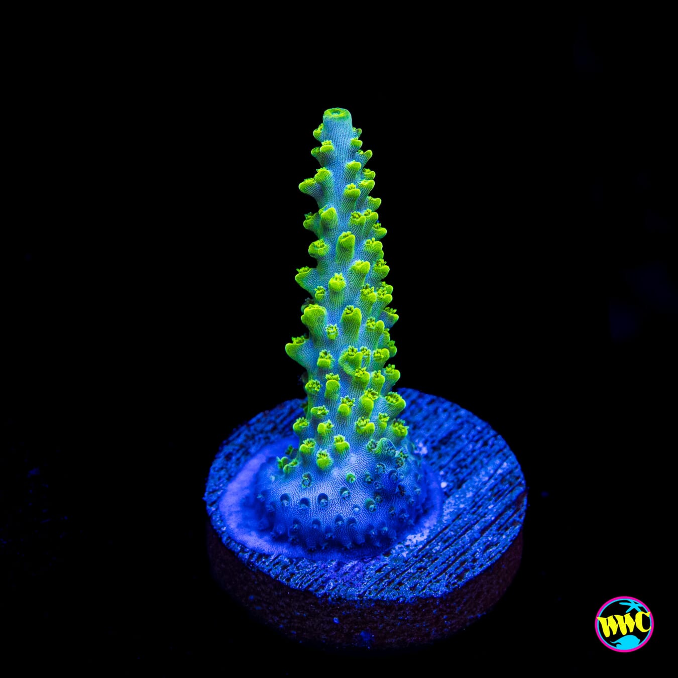 WWC Cowabunga Acropora