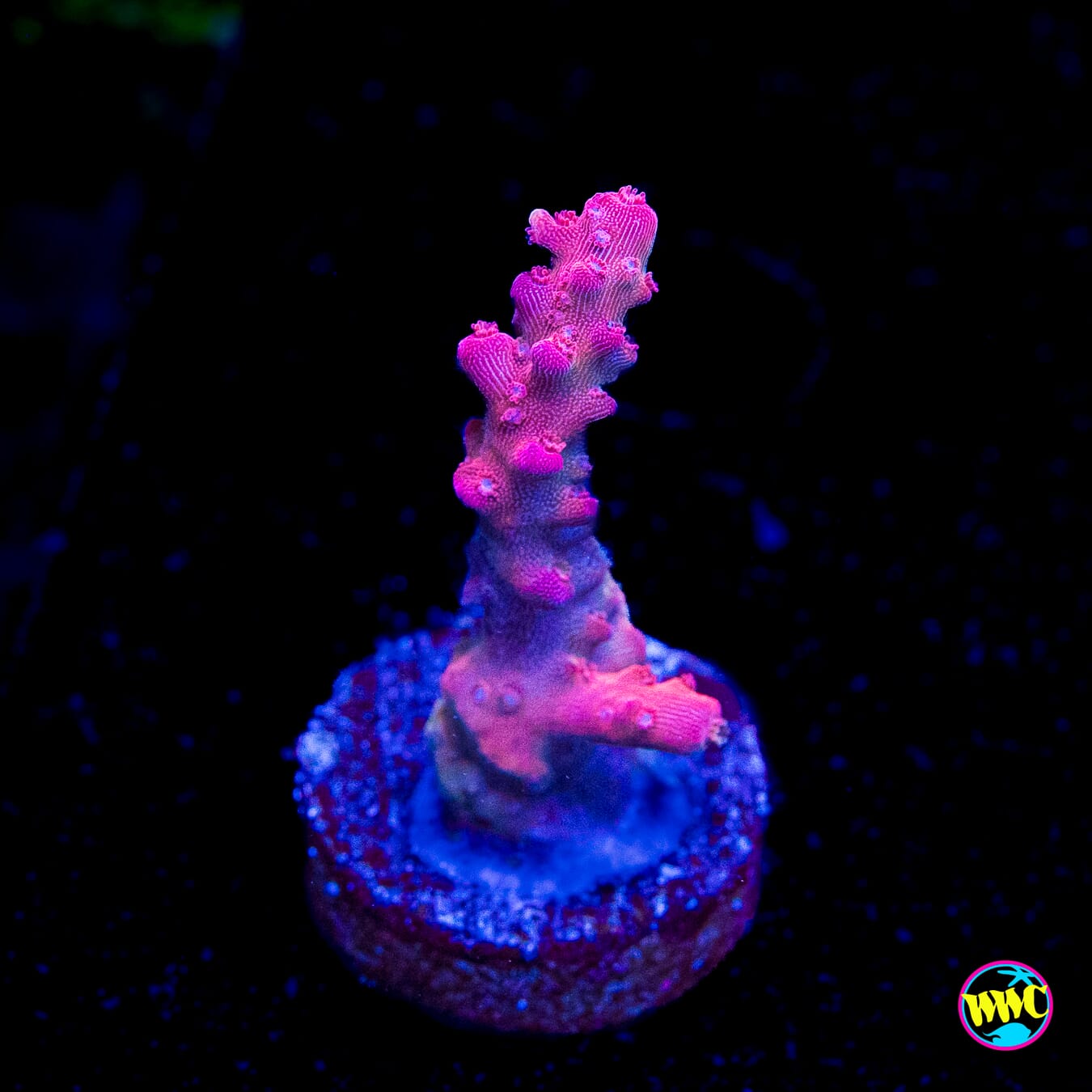 Frag Farmer Red Robin Acropora