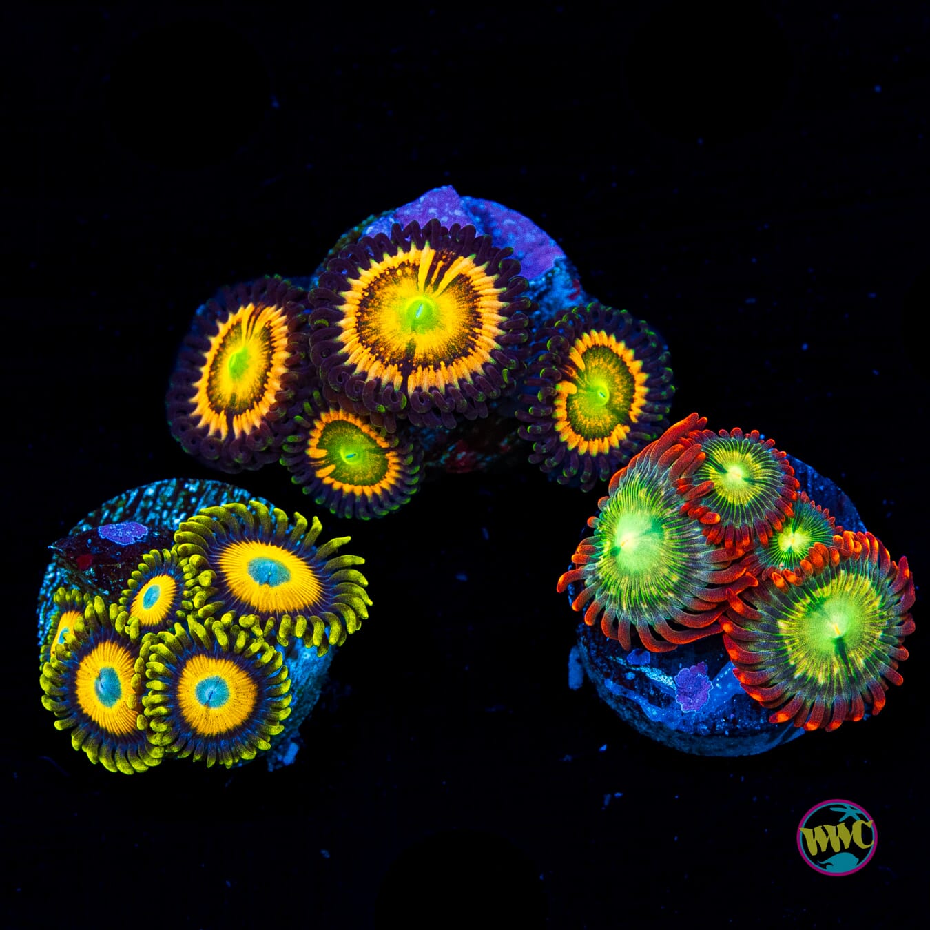 WYSIWYG Pack 6 Zoanthids