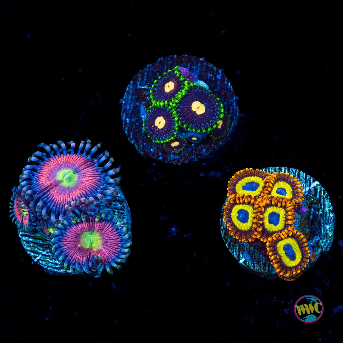WYSIWYG Pack 7 Zoanthids