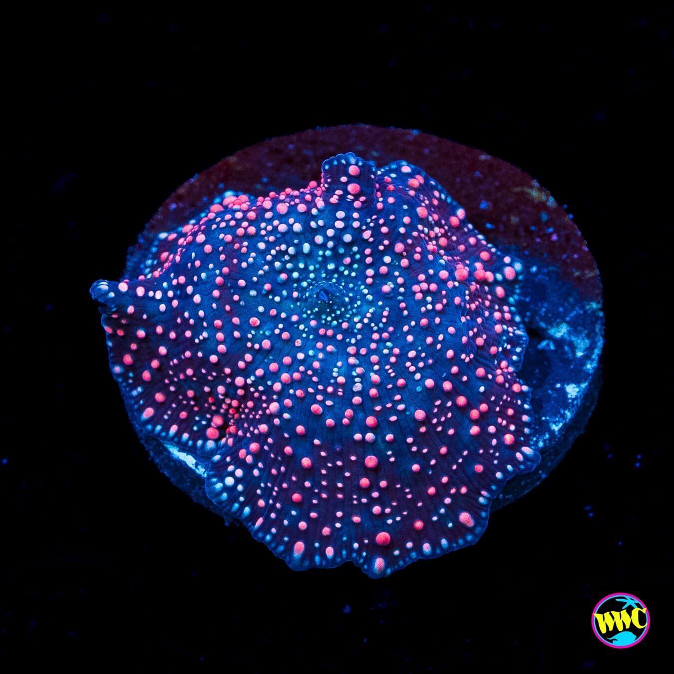 Nebula Disco Mushroom