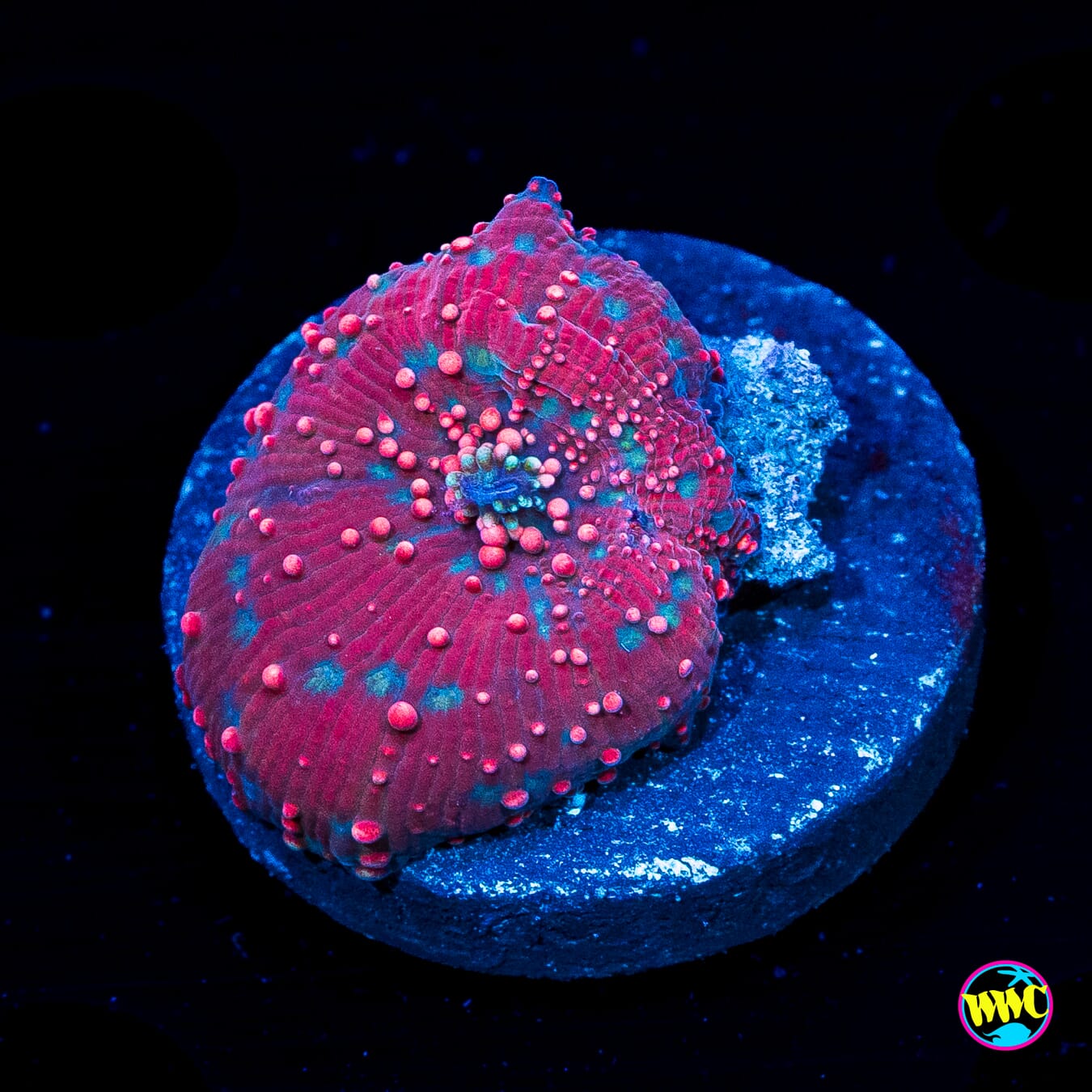 Tropical Punch Disco Mushroom