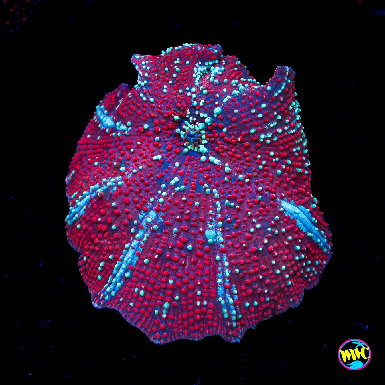 Red Devil Disco Mushroom