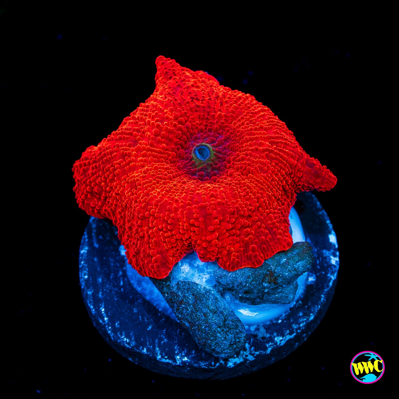 WWC Red Jaguar Disco Mushroom