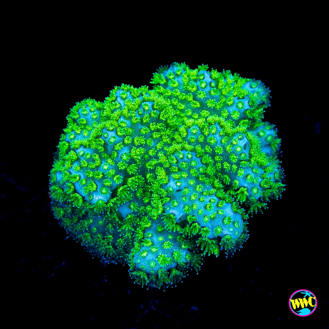 WWC Fallout Pocillopora