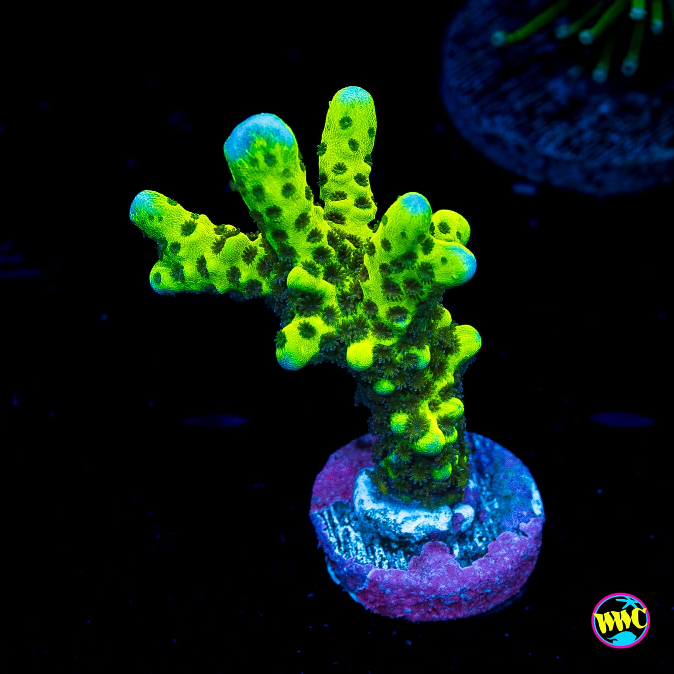 WWC Slimeball Spongodes Montipora