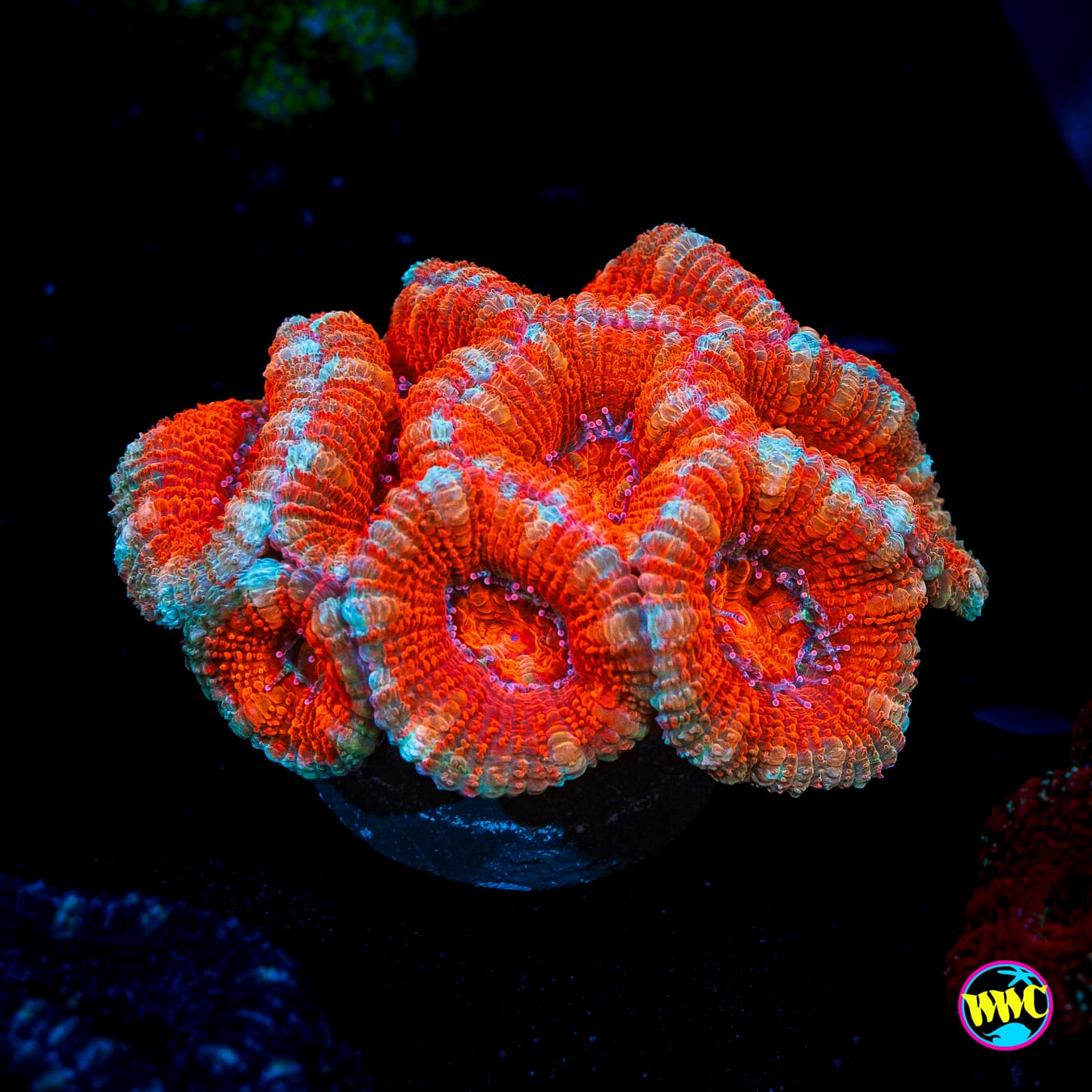 Fireball Aussie Lord