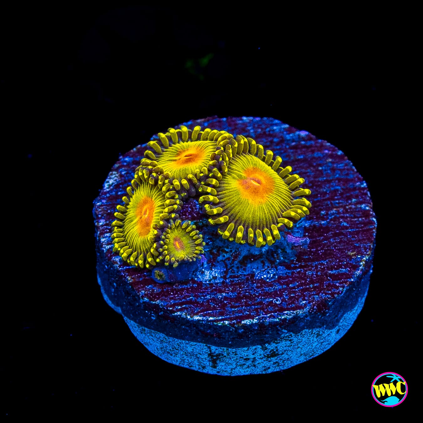 WWC Golden Gods Zoanthids