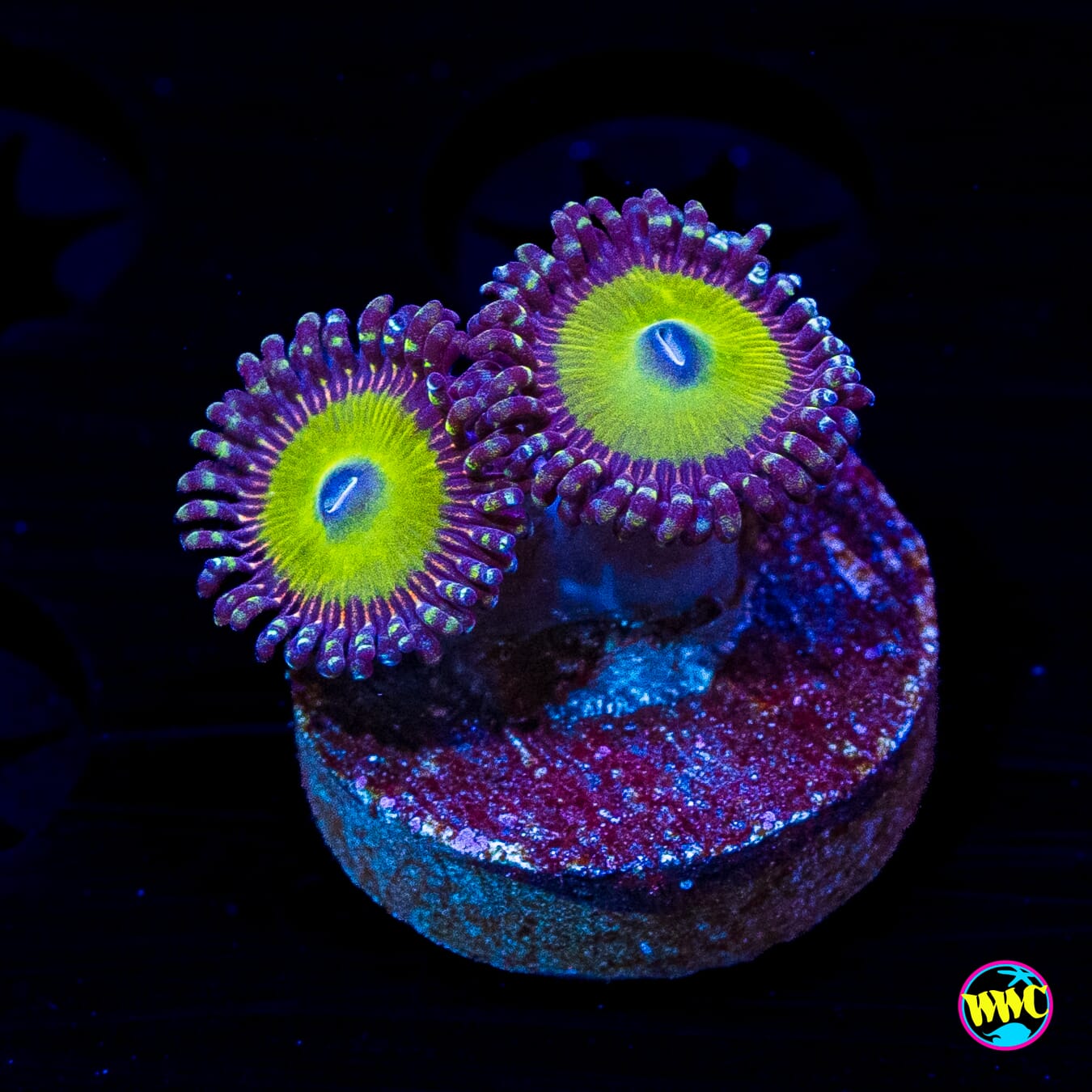 Candy Apple Purple Zoanthids