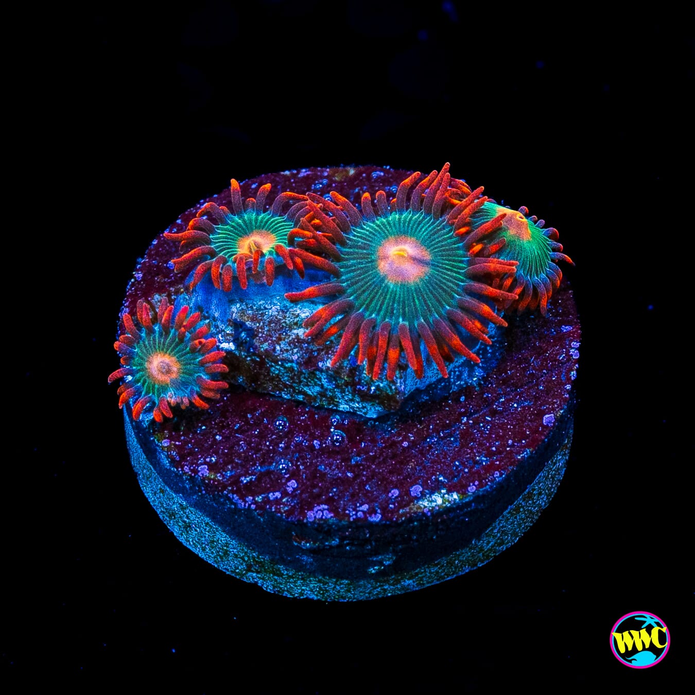 Gatorade Zoanthids
