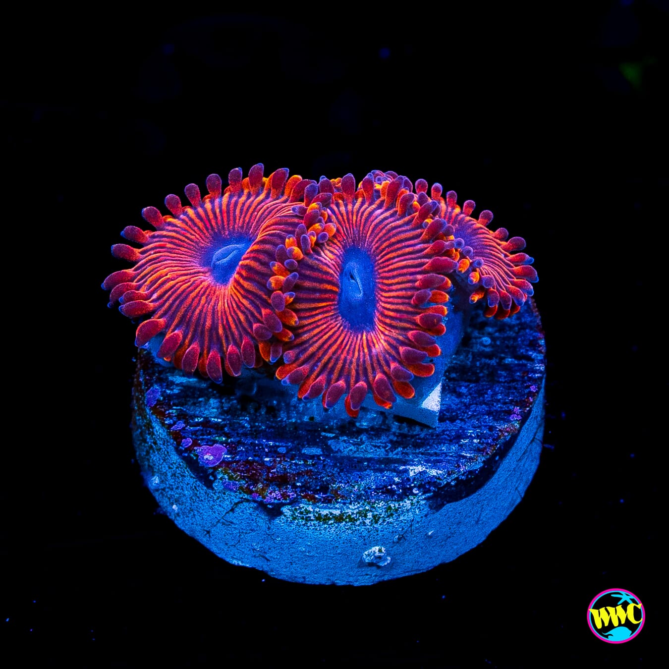 Scarlet Wizard Zoanthids